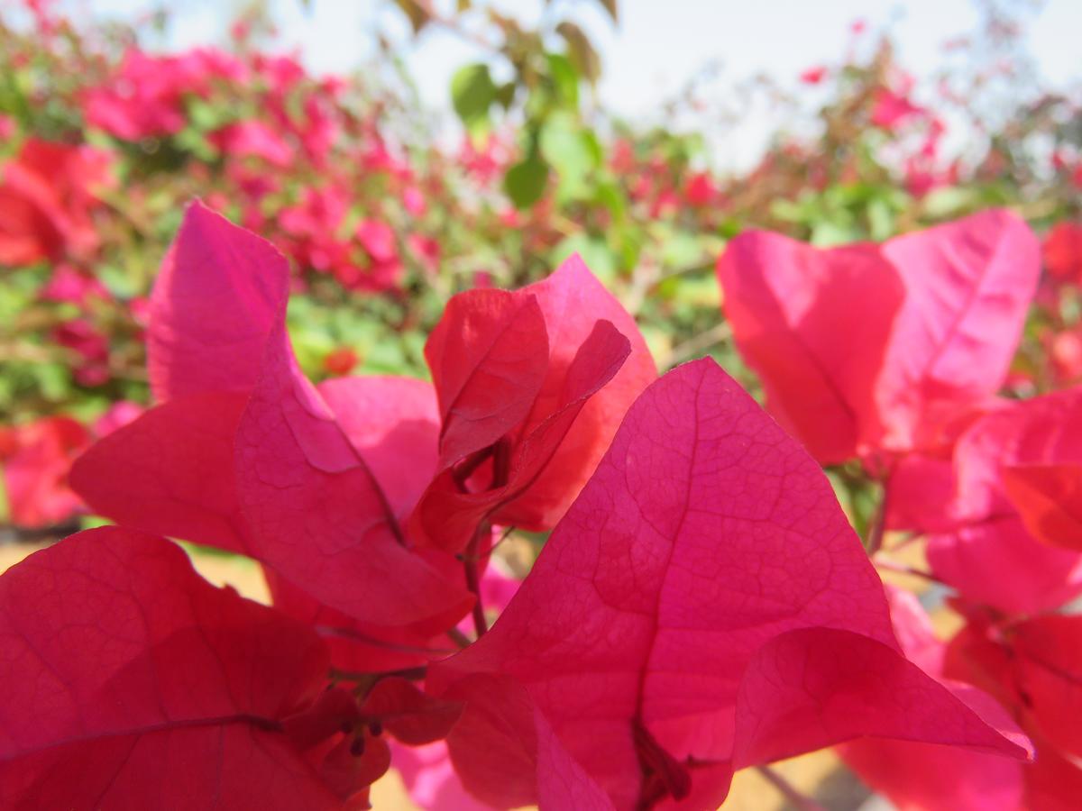 Bermuda Villas Holiday Home Ras al-Khaimah Rom bilde